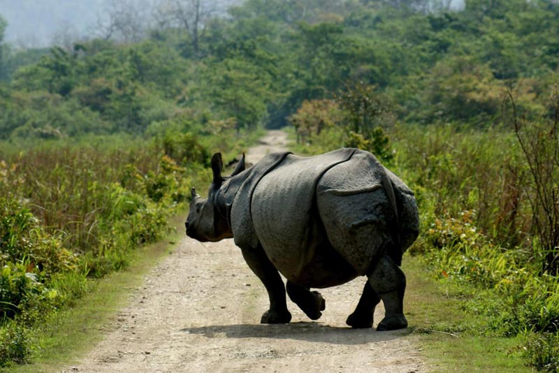 Assam Wildlife Tour Packages | call 9899567825 Avail 50% Off